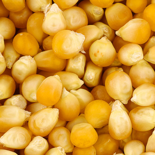 Yellow corn(Maize)